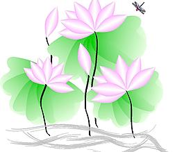荷花圖片
