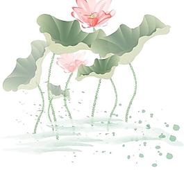 荷花圖片