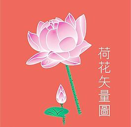 荷花圖片