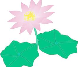 荷花圖片