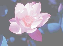 荷花圖片