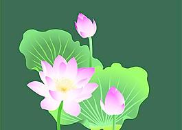荷花圖片