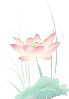 荷花圖片