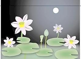 荷花圖片