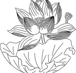 荷花圖片