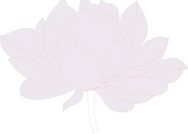 荷花圖片