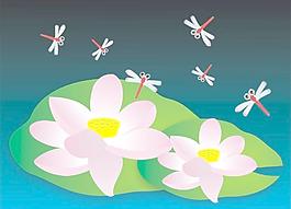 荷花圖片