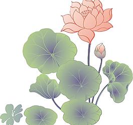 荷花圖片
