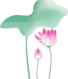 荷花圖片