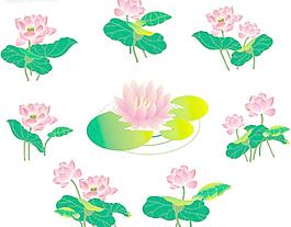 荷花圖片