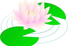 荷花圖片