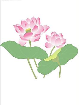 荷花圖片