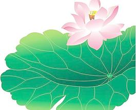 荷花圖片