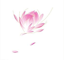 荷花圖片