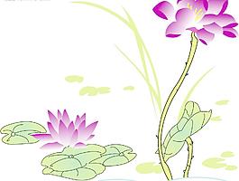 荷花圖片