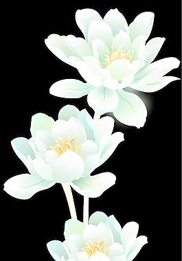 荷花圖片