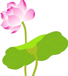 荷花图片