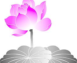 水上荷花圖片