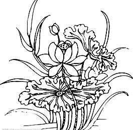 矢量荷花圖片