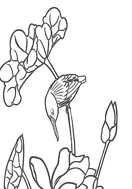 荷花白描圖片