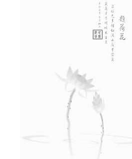 荷花彩色圖片