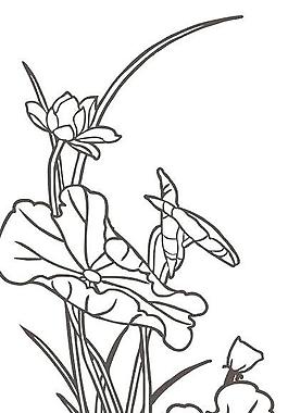 荷花白描圖片
