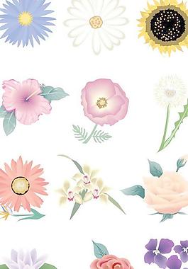花朵圖片