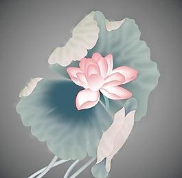 荷色生香圖片