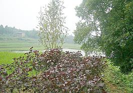 鄉(xiāng)村風(fēng)景畫圖片