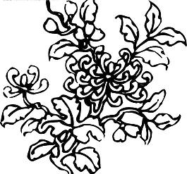 矢量菊花圖片