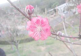 桃花圖片