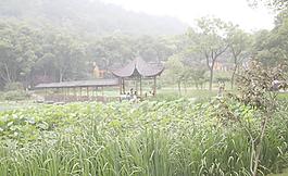 亭林公園自然風景畫圖片