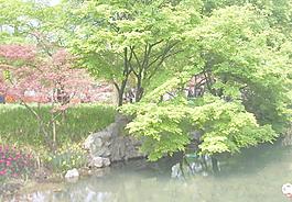 綠樹圖片