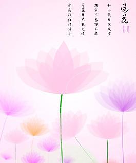 莲花图片