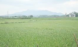 田園風景圖圖片
