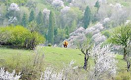 野果林圖片