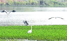 山水 鳥 畫圖片