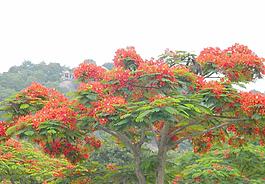 紅花圖片