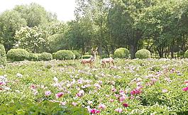 公園景色圖片
