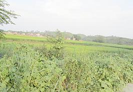 田野圖片