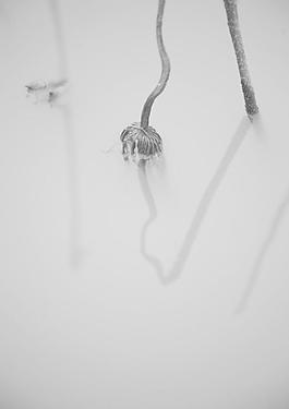 荷花图片