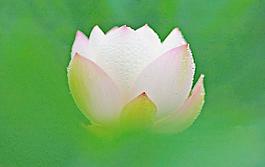 荷花圖片