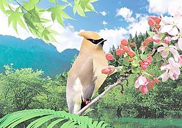 鳥圖片