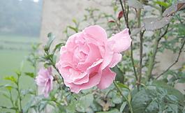 月季花圖片