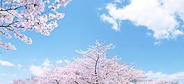 櫻花 藍(lán)天圖片
