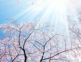 櫻花 藍天圖片