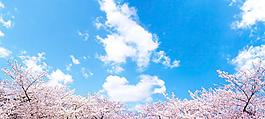 櫻花 藍天圖片