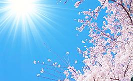 櫻花 藍(lán)天圖片