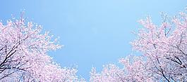 櫻花 藍(lán)天圖片