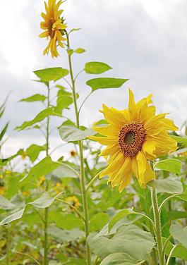 葵花圖片